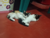 Cute baby cat